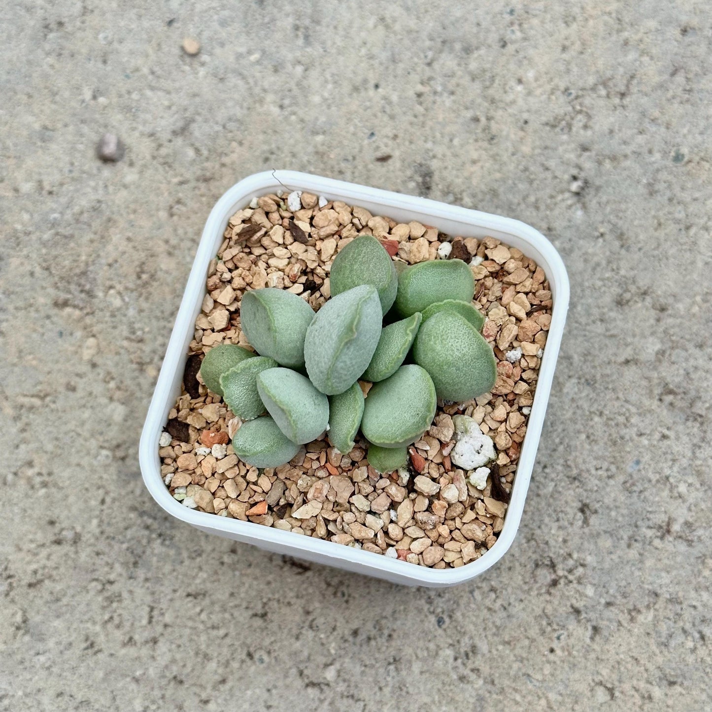 Adromischus Marianae 'Hallii'