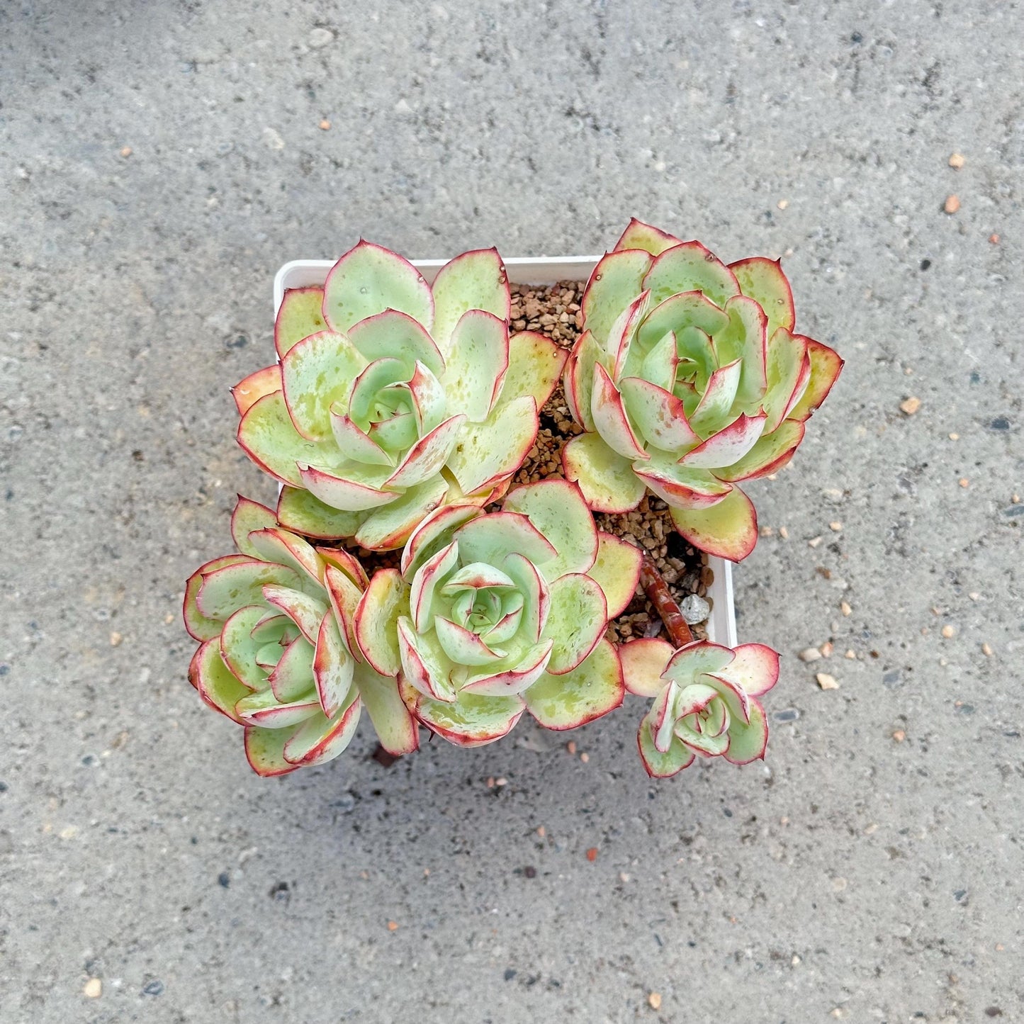 Echeveria Peony Pavilion