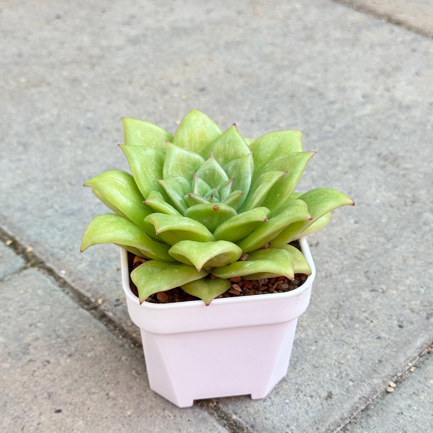 Echeveria 'Lincoln Maria'