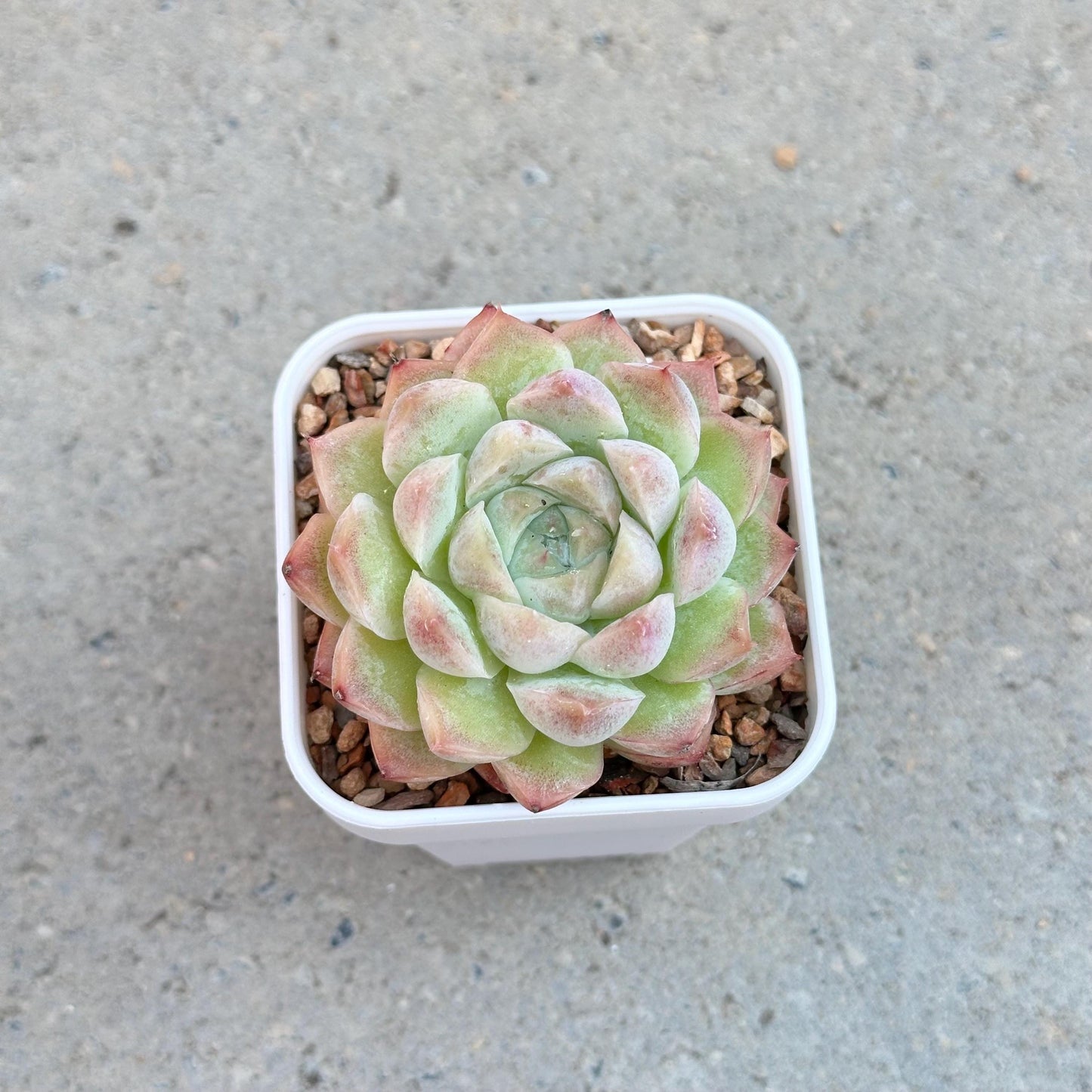 Echeveria Peach Queen