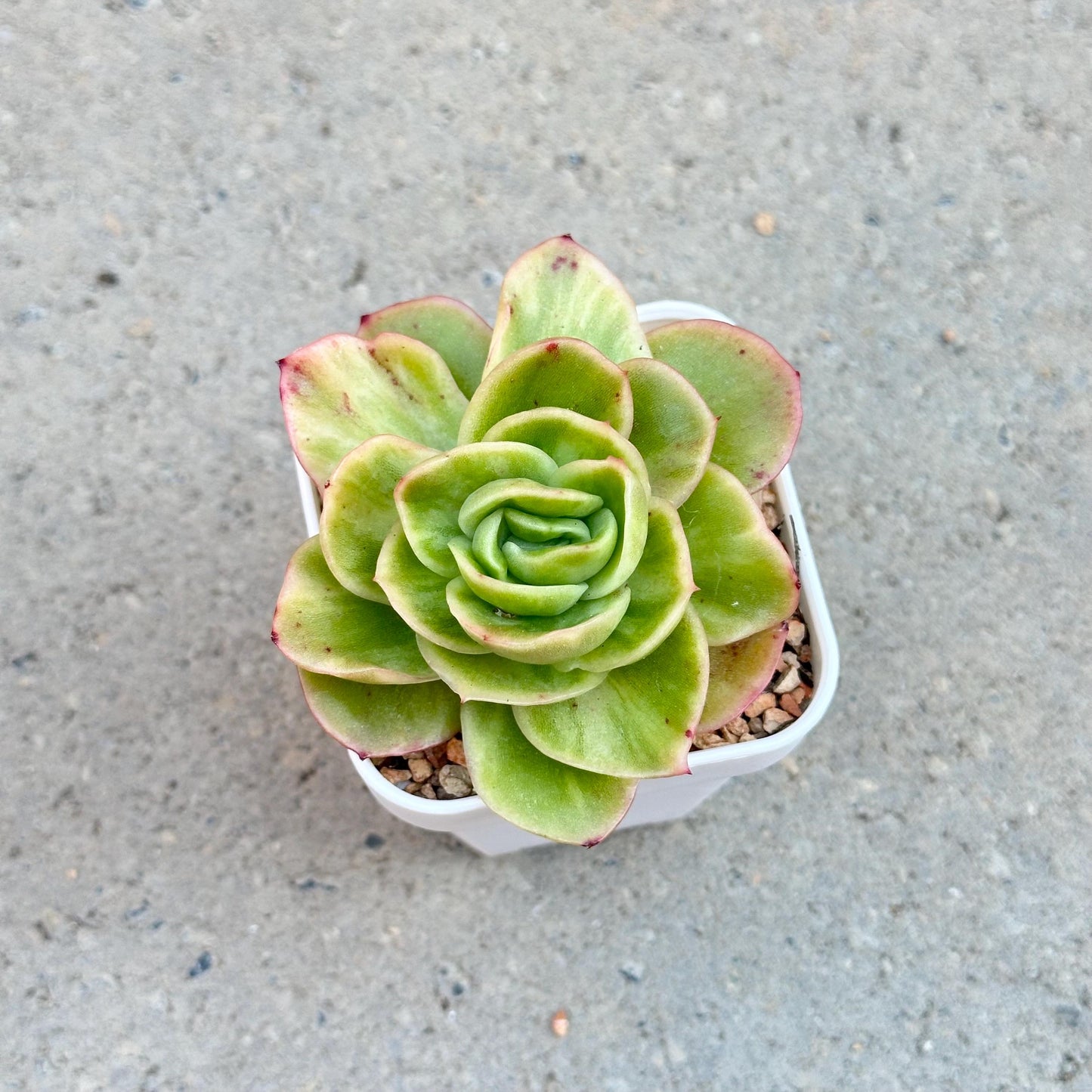 Echeveria Ice Rose