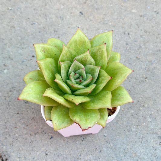 Echeveria 'Lincoln Maria'