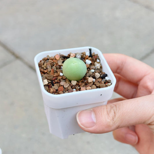 Conophytum Calculus 'Marble Buttons'