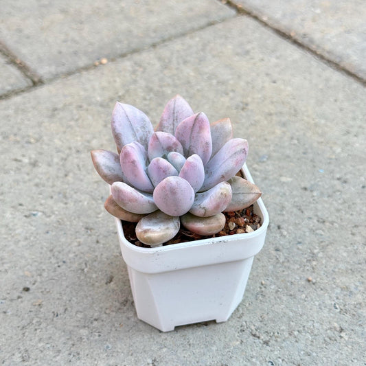 Graptoveria Opalina Variegated