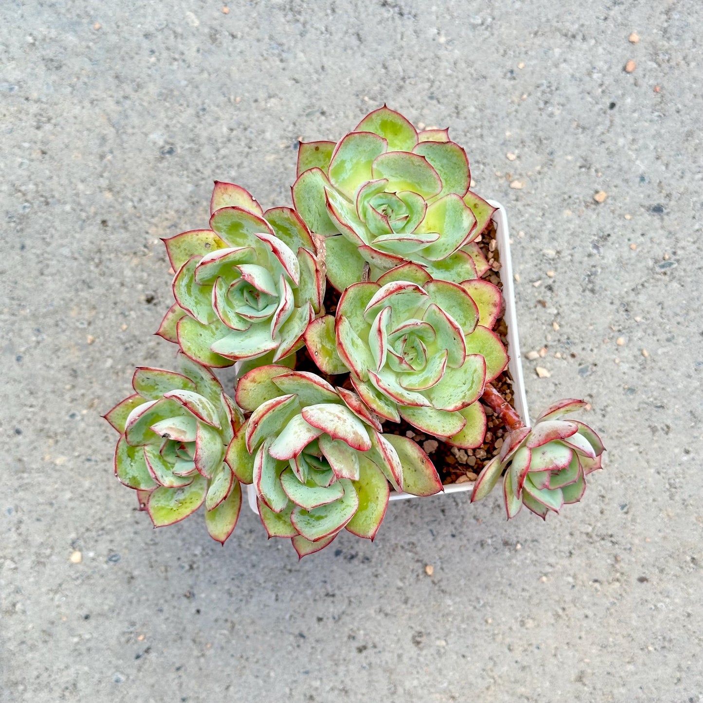 Echeveria Peony Pavilion
