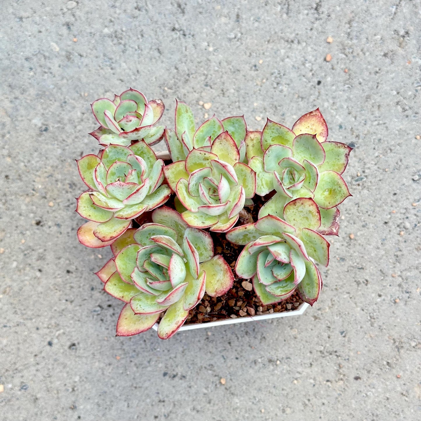 Echeveria Peony Pavilion