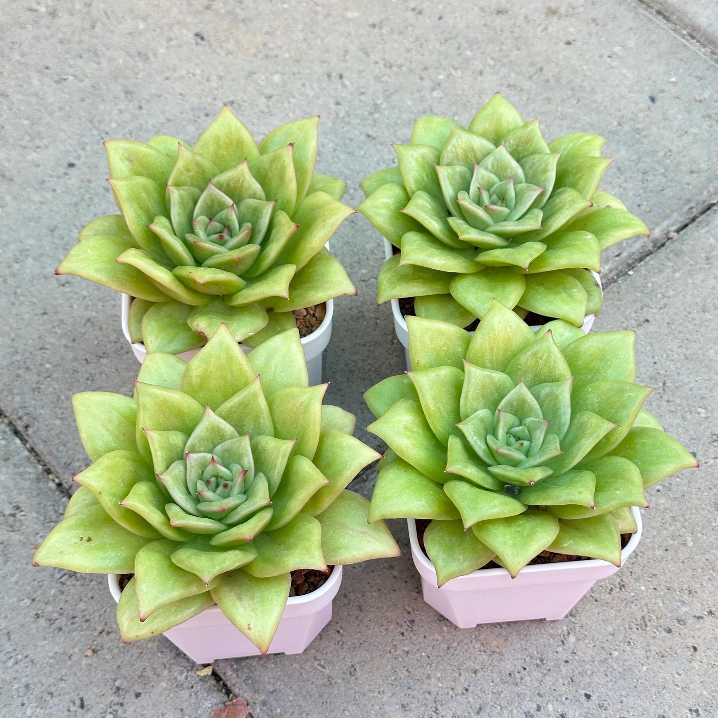 Echeveria 'Lincoln Maria'