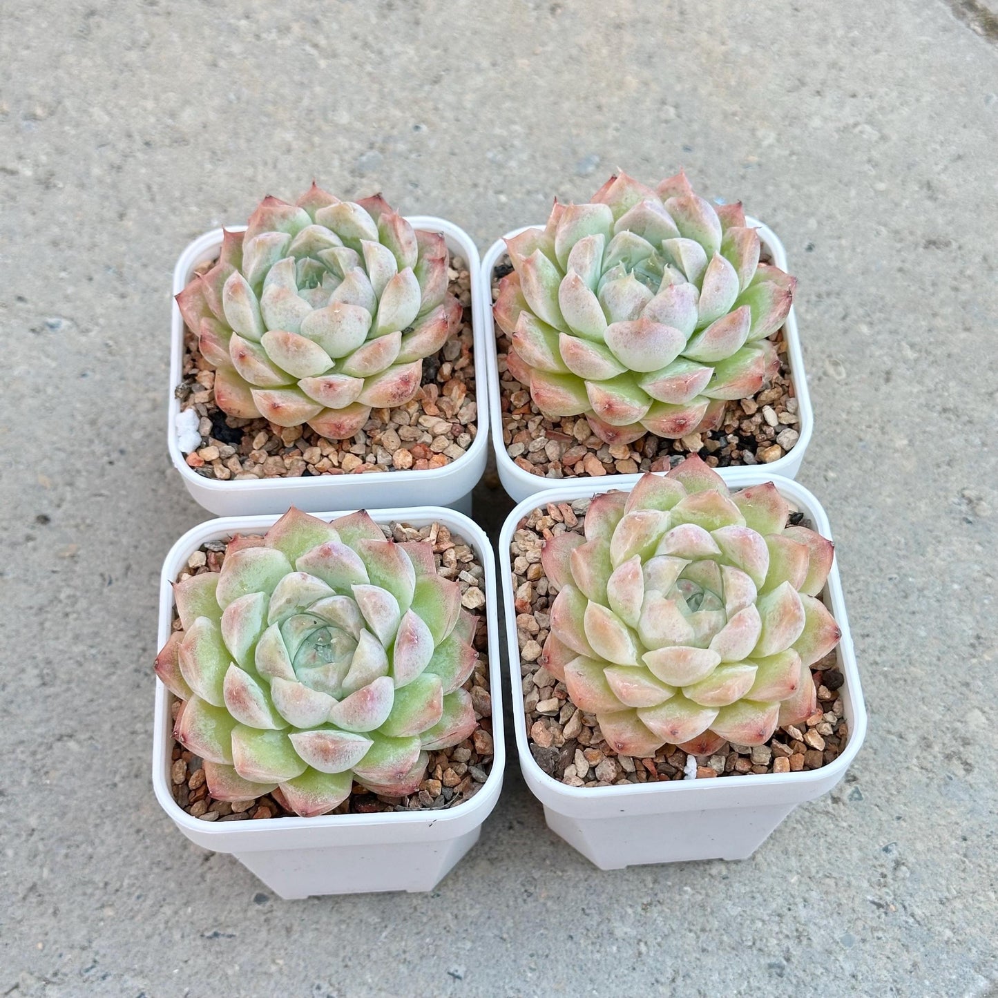 Echeveria Peach Queen