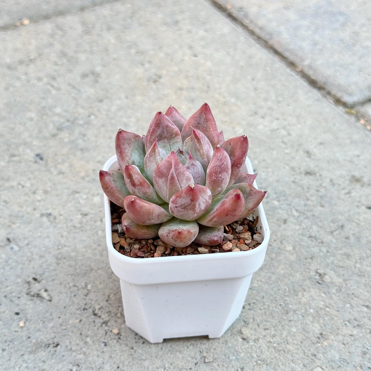 Echeveria Wedding Ring