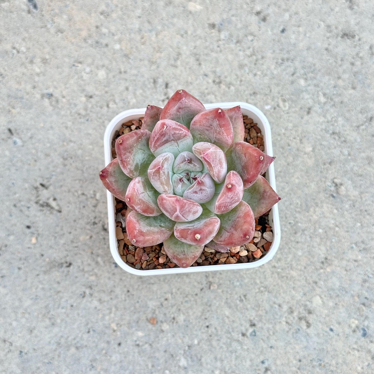 Echeveria Wedding Ring