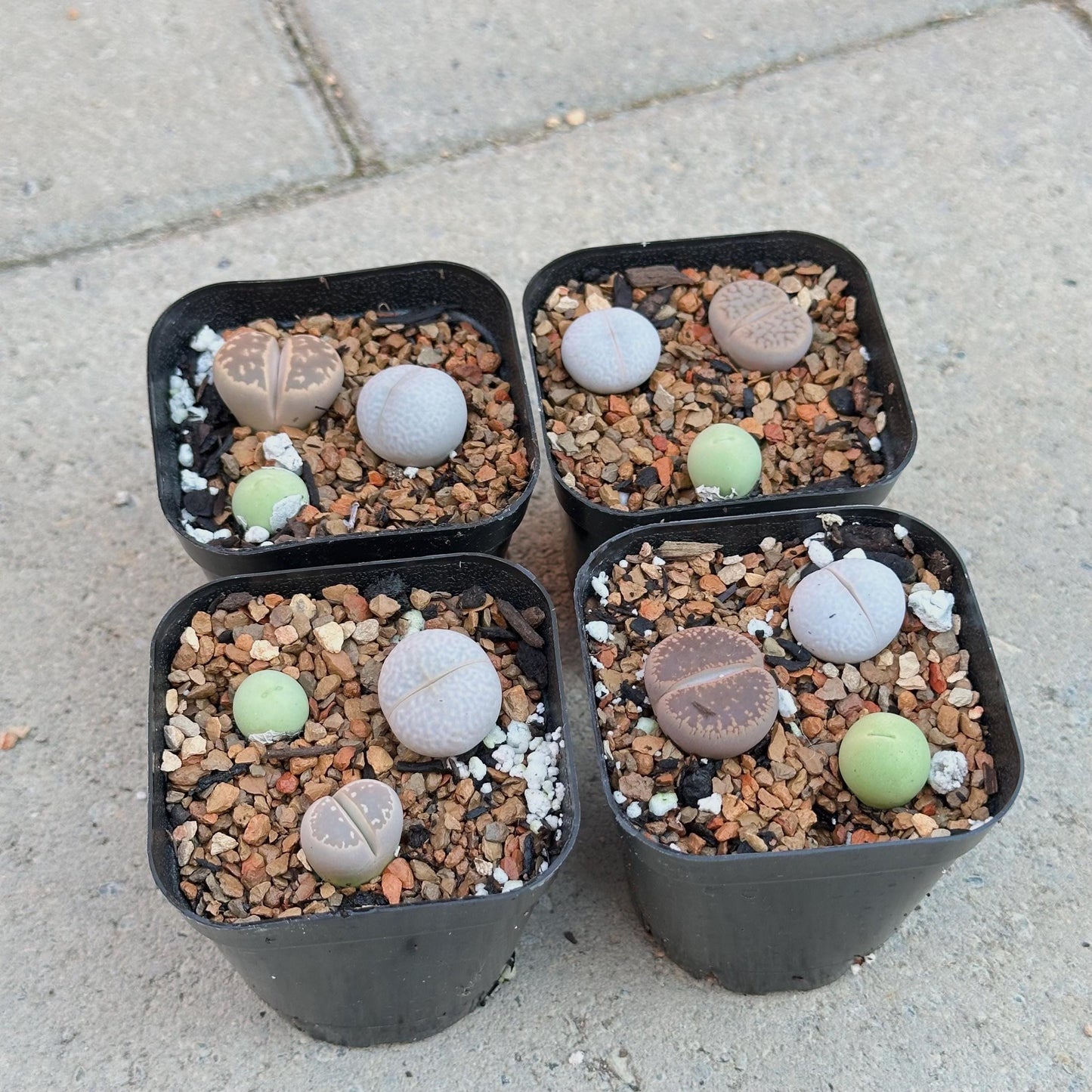 Assorted Lithops and Conophytum