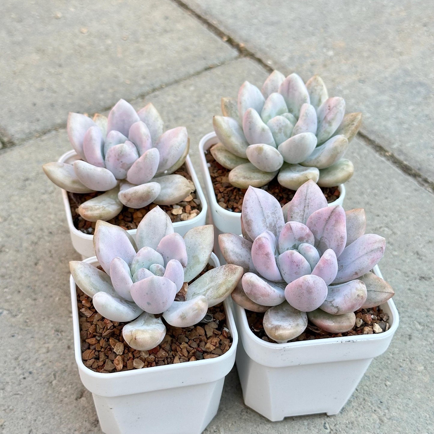 Graptoveria Opalina Variegated