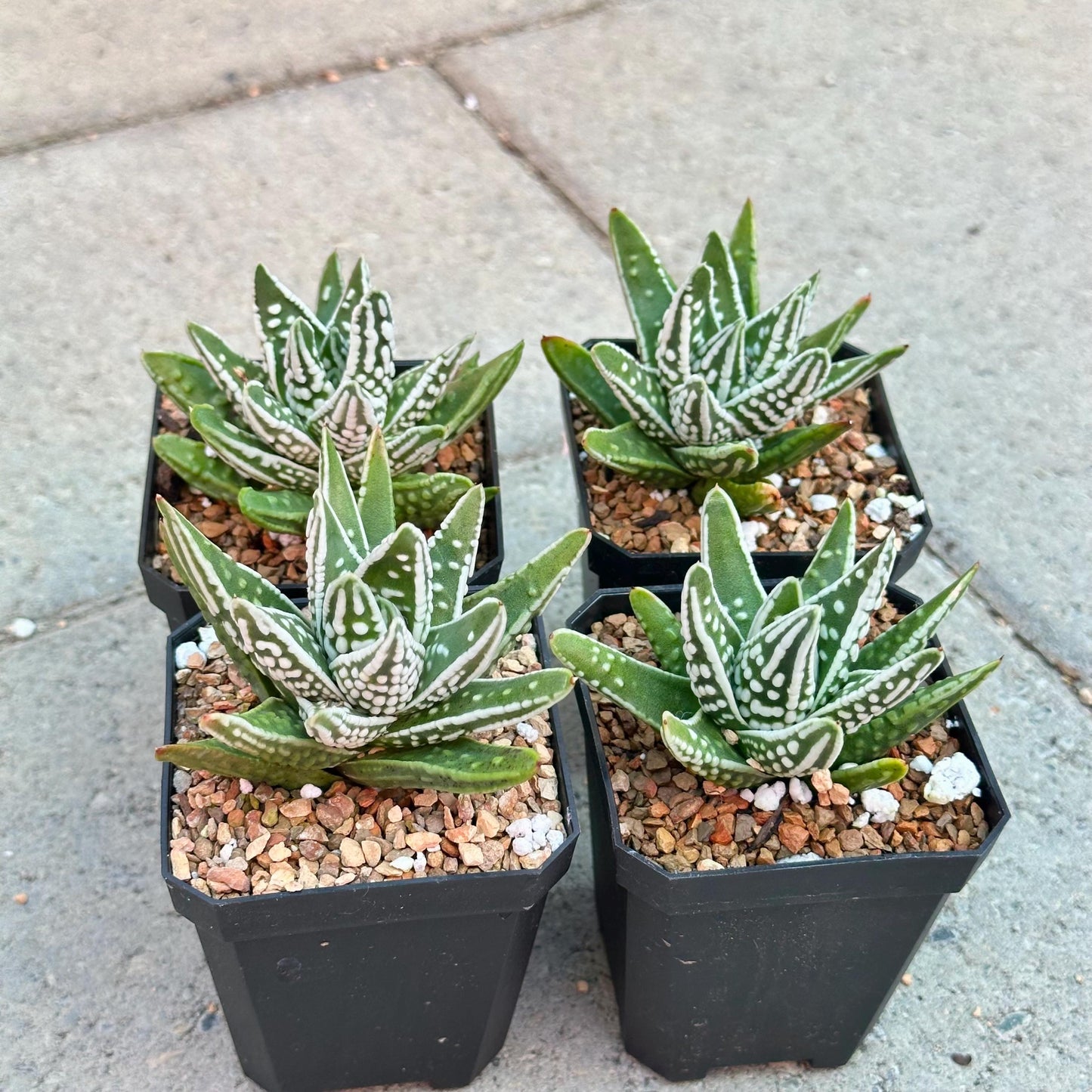 Haworthia pumila ‘Tears of Angels’