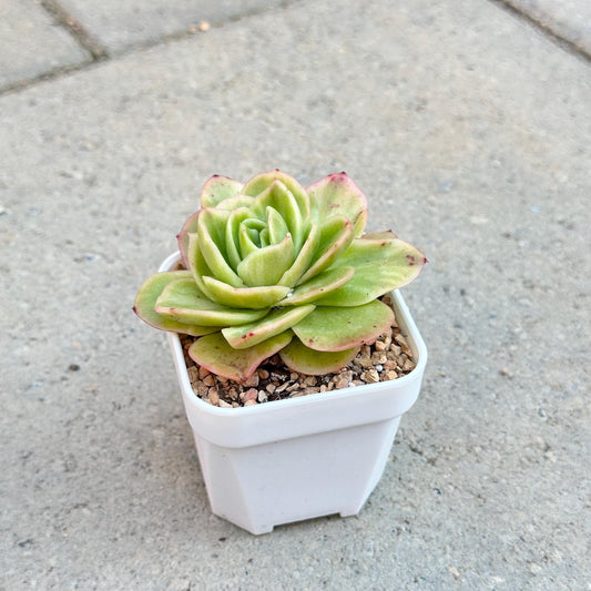 Echeveria Ice Rose