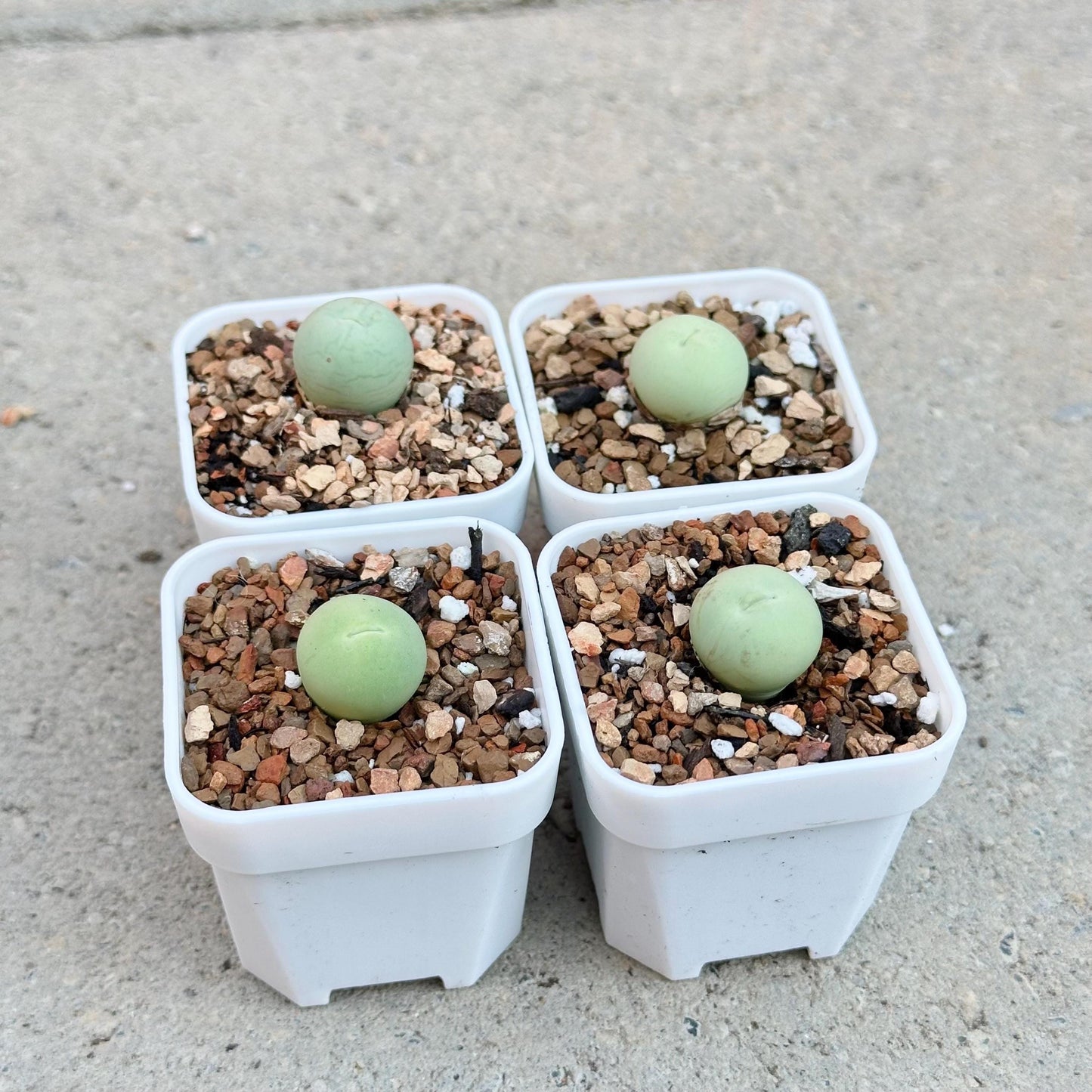 Conophytum Calculus 'Marble Buttons'