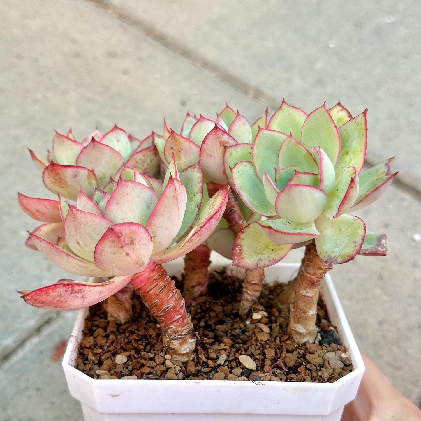Echeveria Peony Pavilion