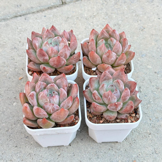 Echeveria Wedding Ring
