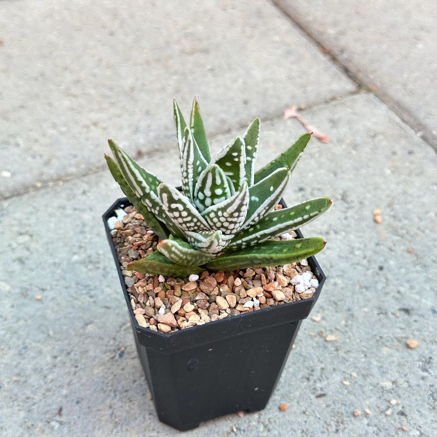Haworthia pumila ‘Tears of Angels’