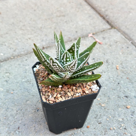 Haworthia pumila ‘Tears of Angels’