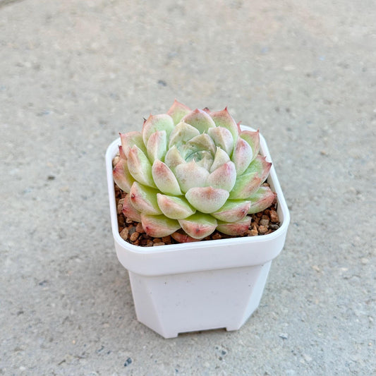 Echeveria Peach Queen