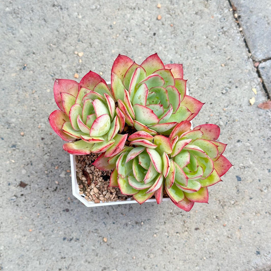 Echeveria Peony Pavilion