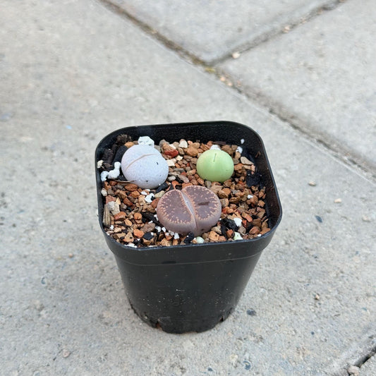 Assorted Lithops and Conophytum