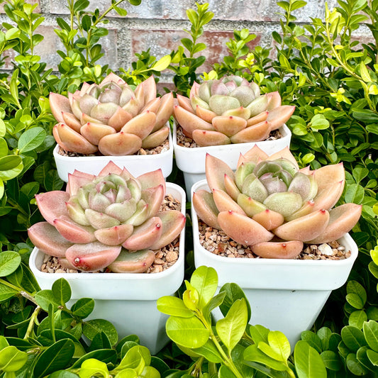 Echeveria 'Sunny Jenny'