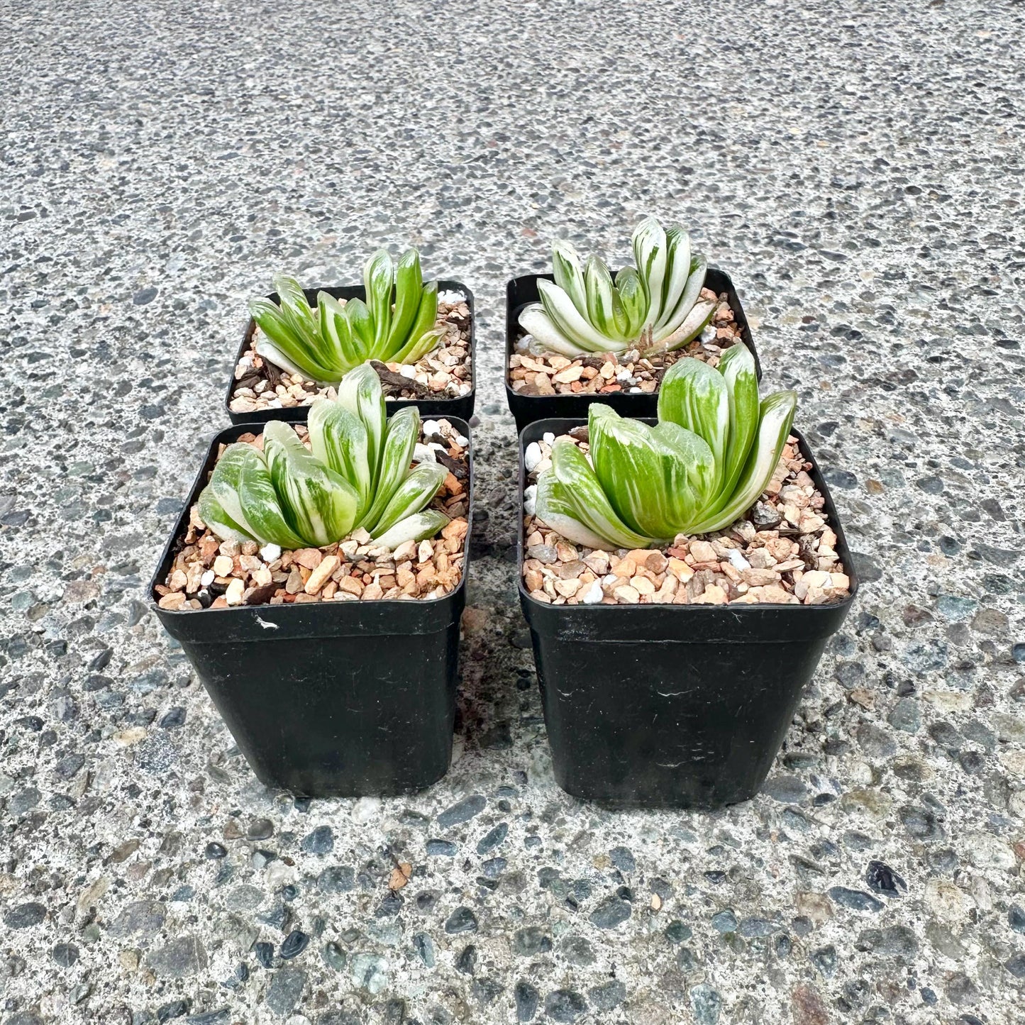 Haworthia Truncata Variegated