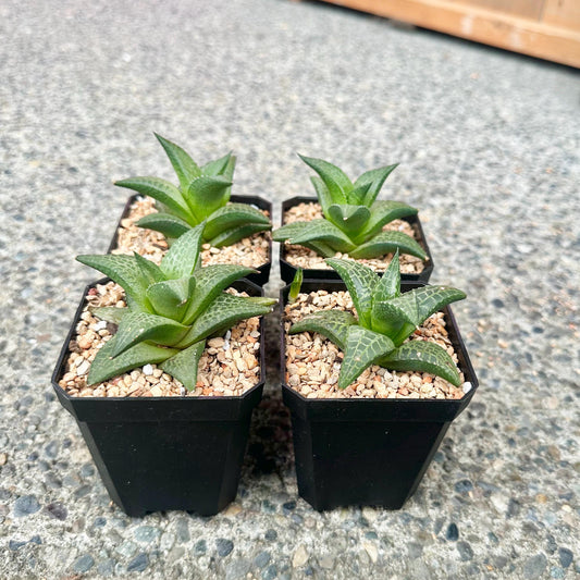 Haworthia Tessellata 'G.D. Rowley'