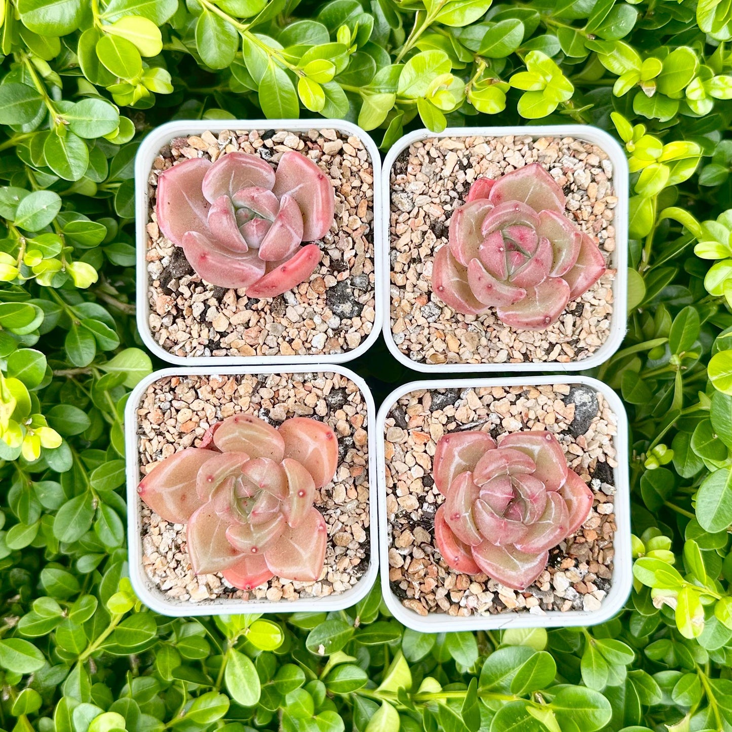 Echeveria 'Q Orange'