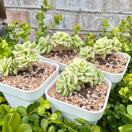 Echeveria 'Rolly' Variegated