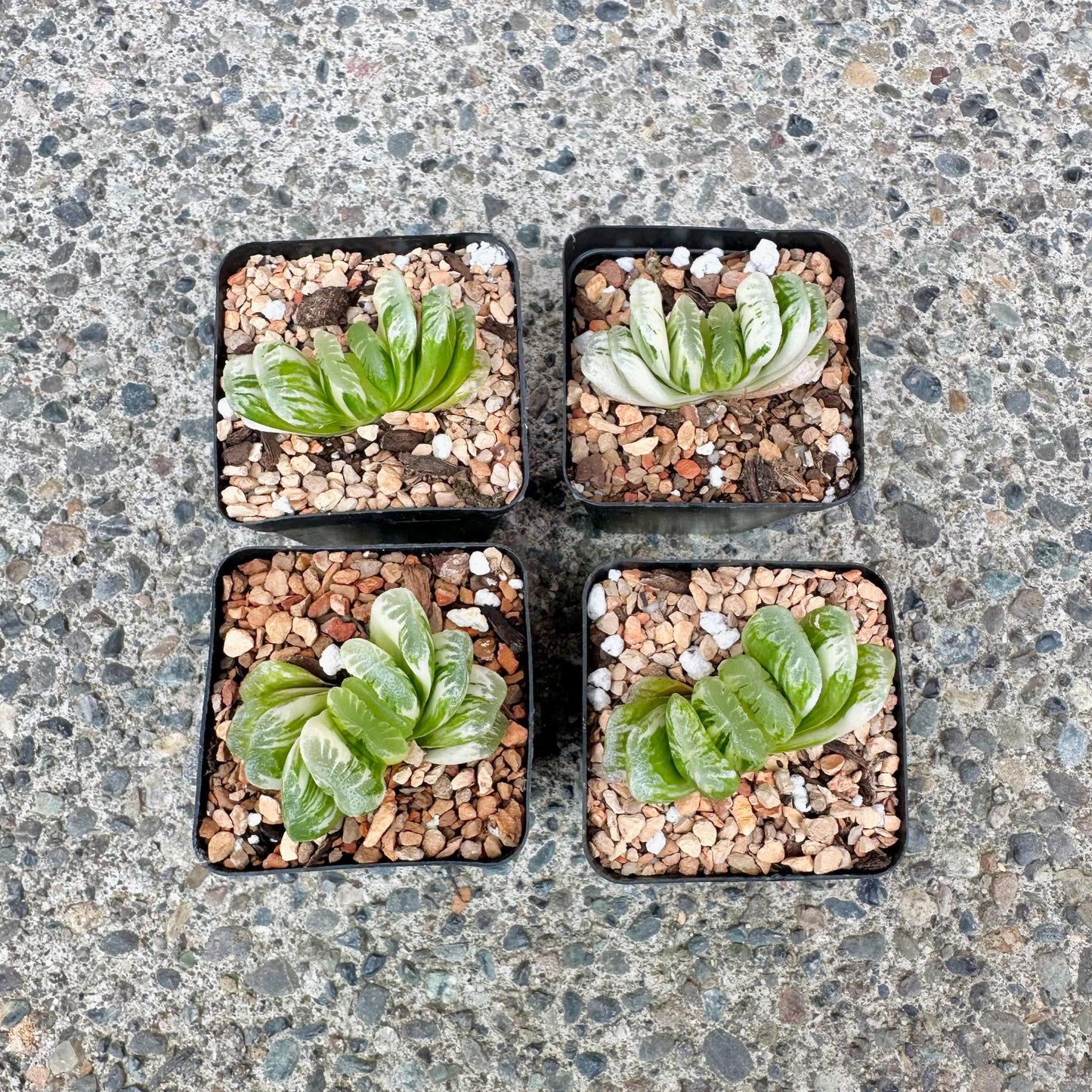 Haworthia Truncata Variegated