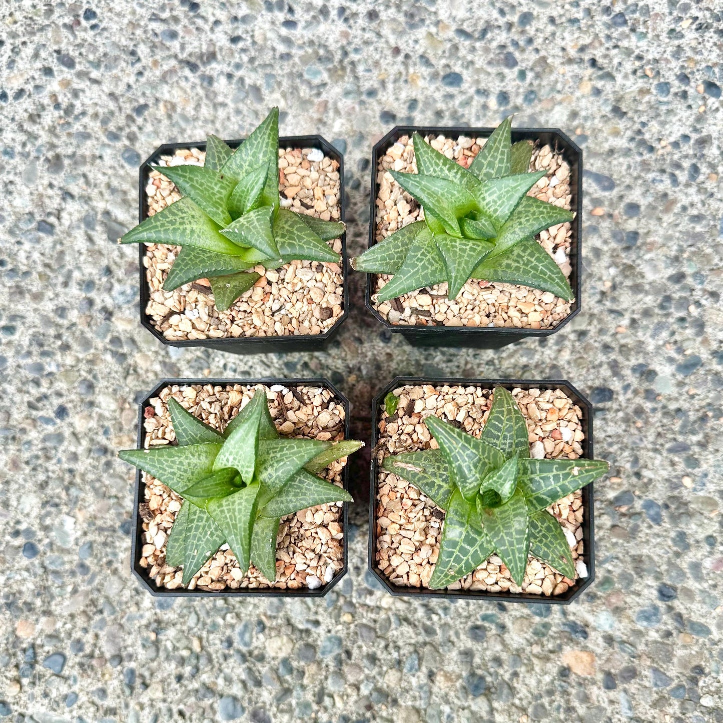 Haworthia Tessellata 'G.D. Rowley'
