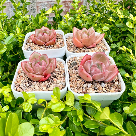 Echeveria 'Q Orange'