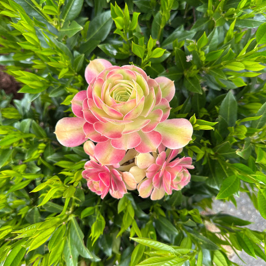5" Aeonium 'Athena'