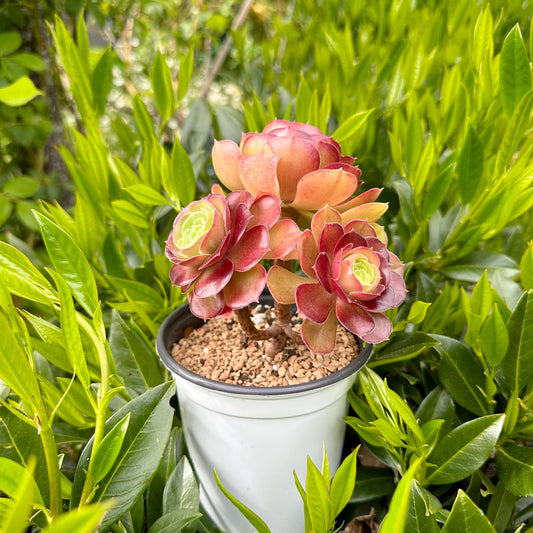 4" Aeonium Dutch Rose