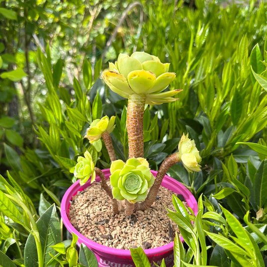 5" Aeonium Arboreum Bouquet-shaped