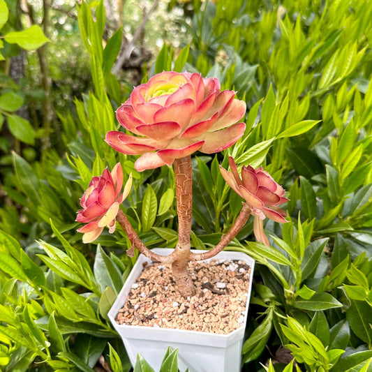 6" Aeonium Dutch Rose Three-branched