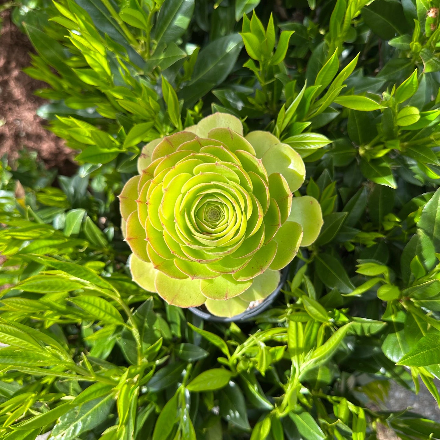 5" Aeonium Arboreum Single-branched