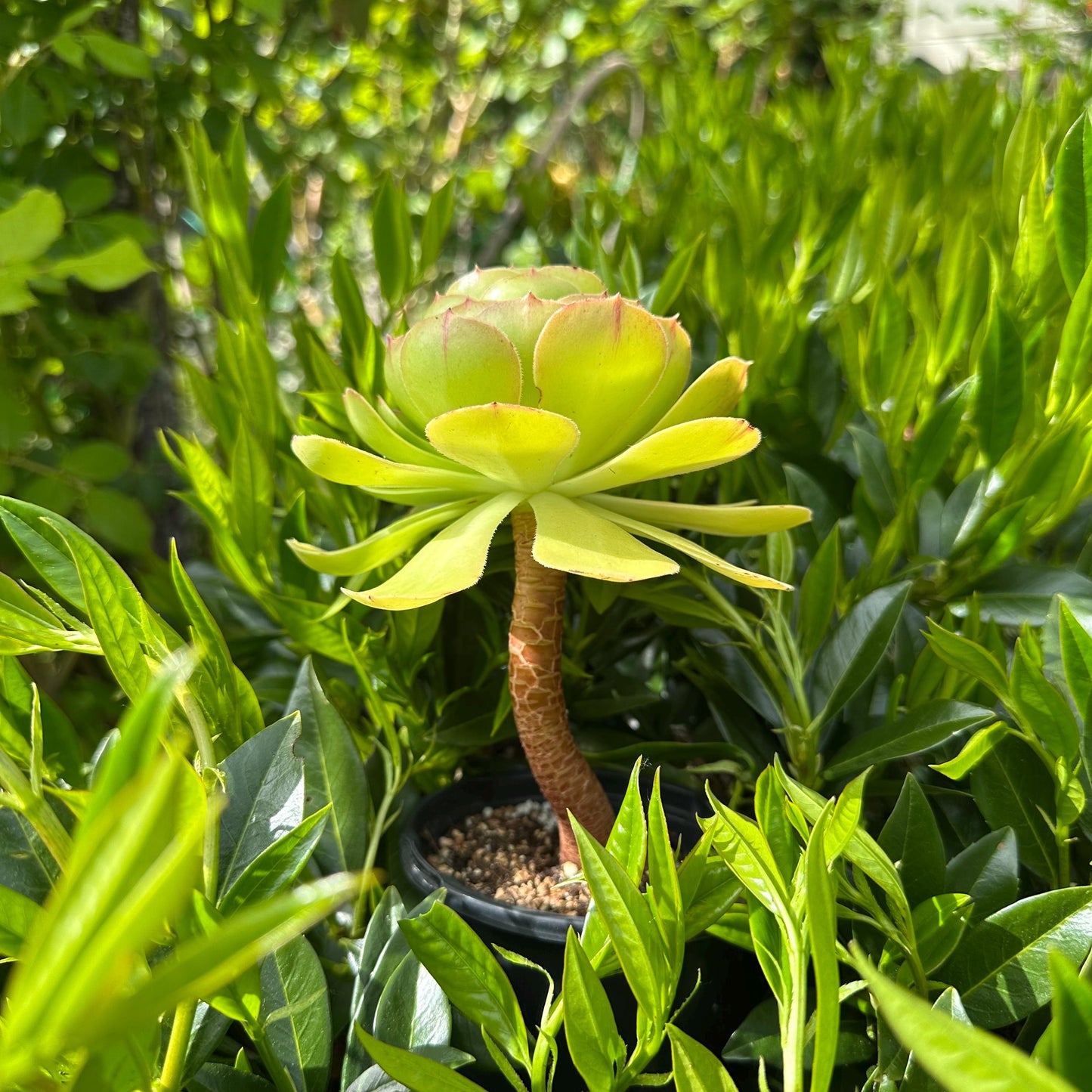 5" Aeonium Arboreum Single-branched