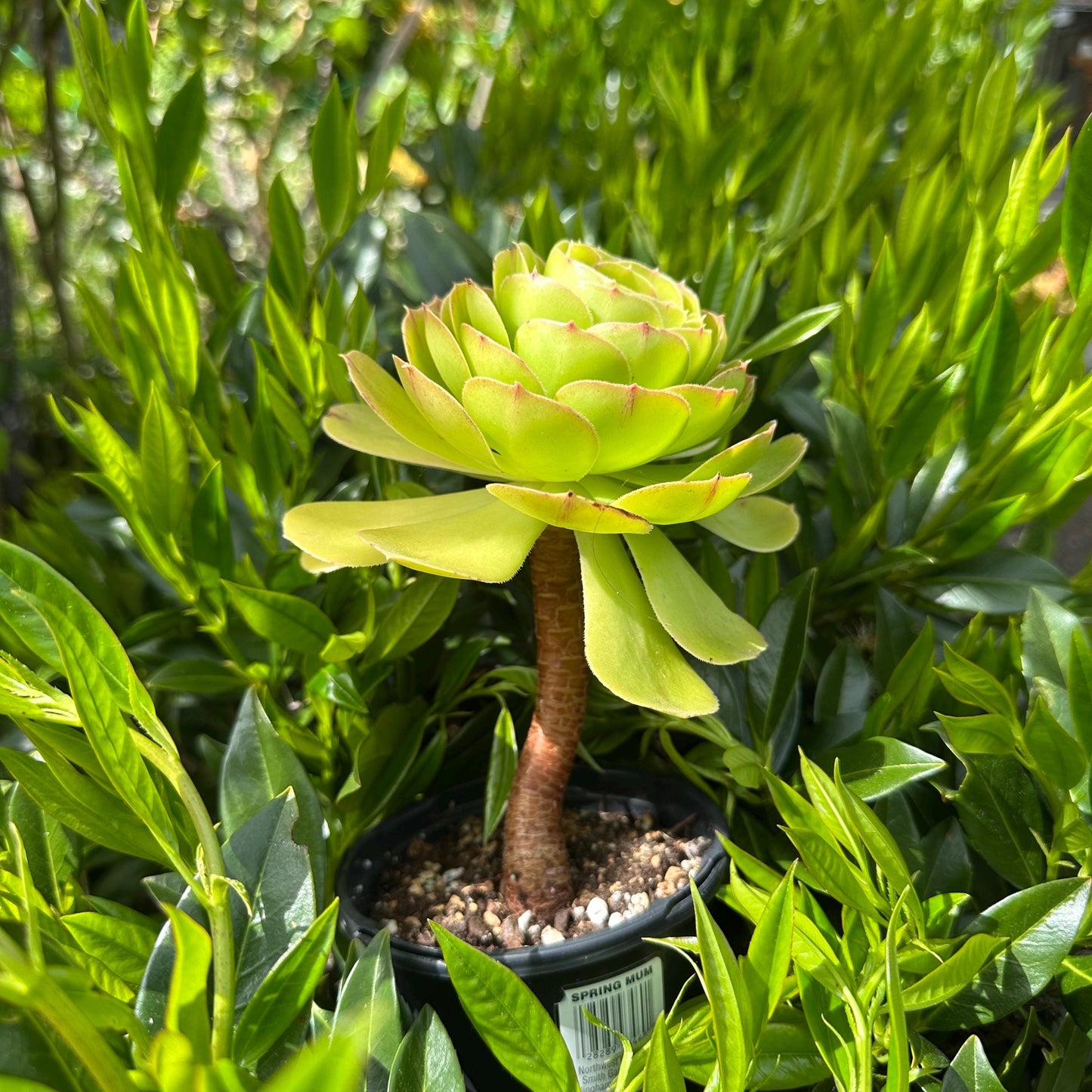 5" Aeonium Arboreum Single-branched