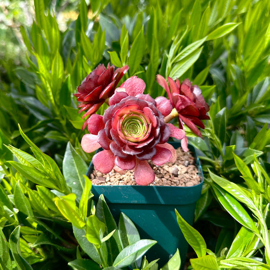 6" Aeonium Dutch Rose Three-headed