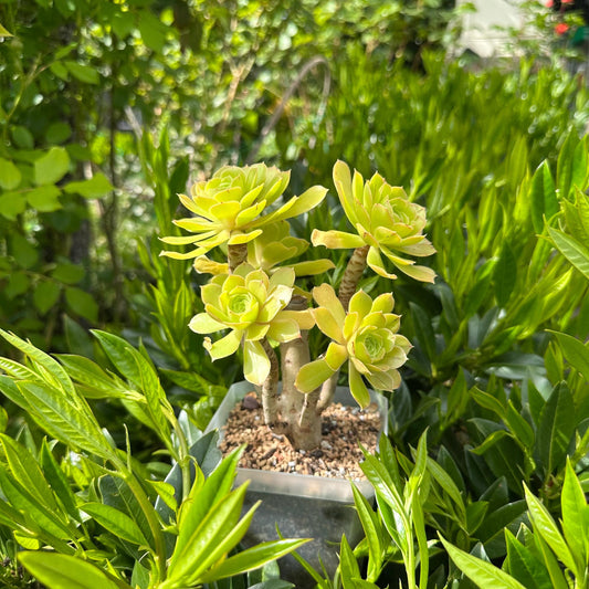 6" Aeonium Arboreum