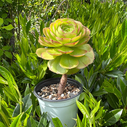 5" Aeonium Arboreum