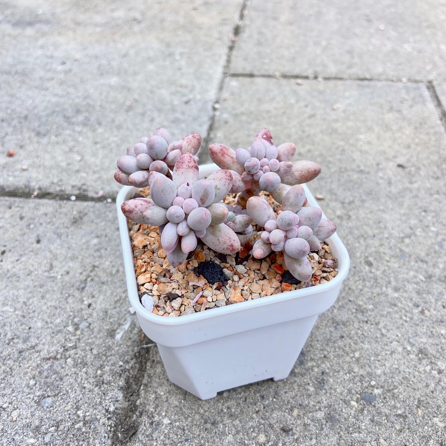 Pachyphytum ‘Baby Fingers’ Cluster