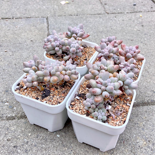 Pachyphytum ‘Baby Fingers’ Cluster