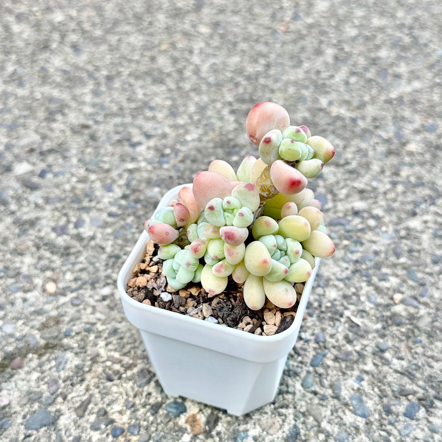 Sedum Clavatum Cluster