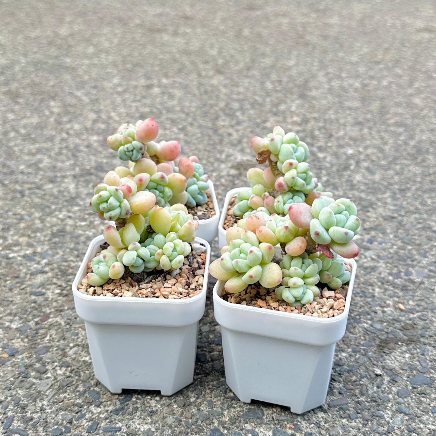 Sedum Clavatum Cluster