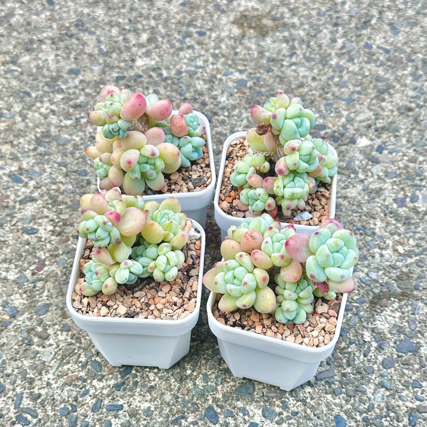 Sedum Clavatum Cluster