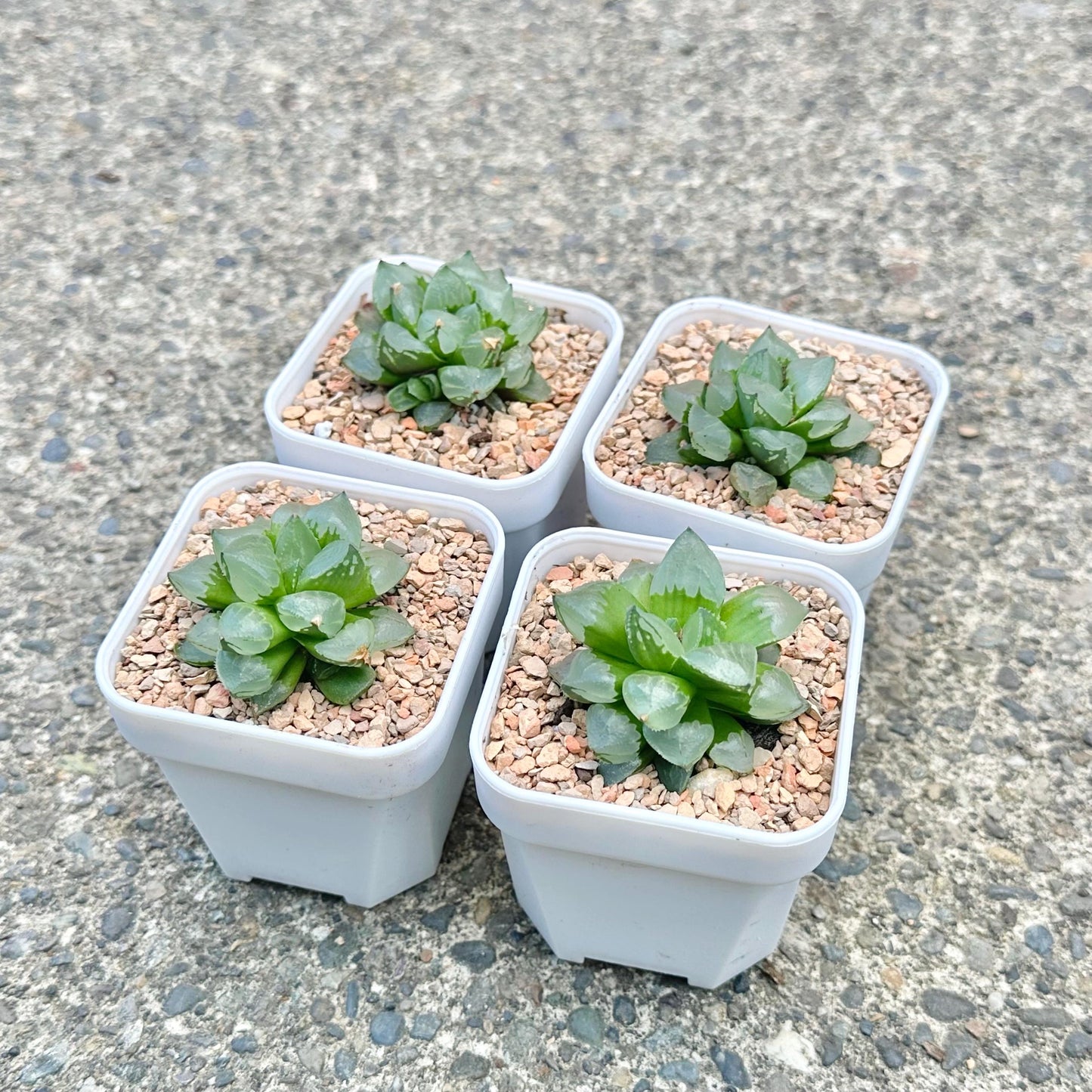 Haworthia Ice City (Small Variety)